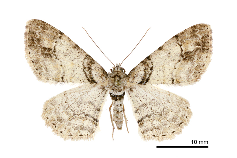 Cleora insolita Female